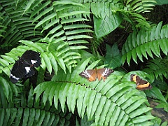 107 Kuranda Butterfly Sanctuary